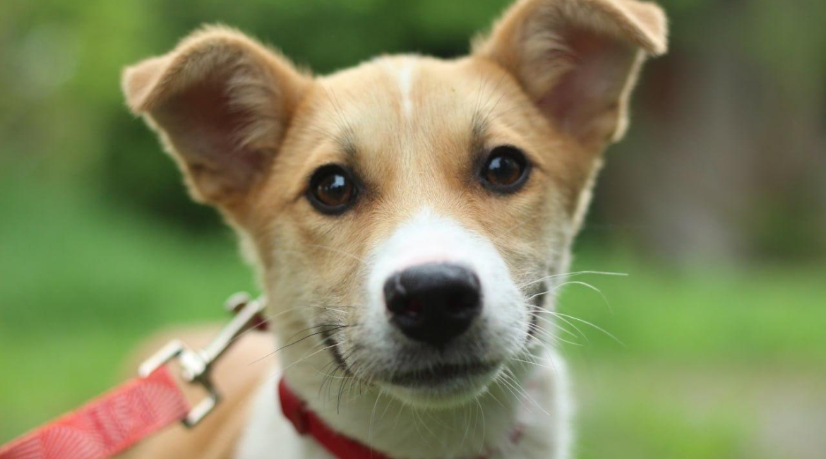 Chiens à adopter